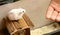 I believe I can fly!
