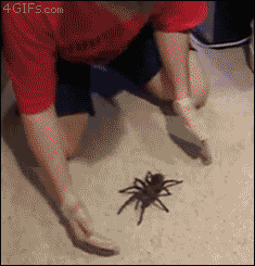 Come here, spider, come on! Good boy!