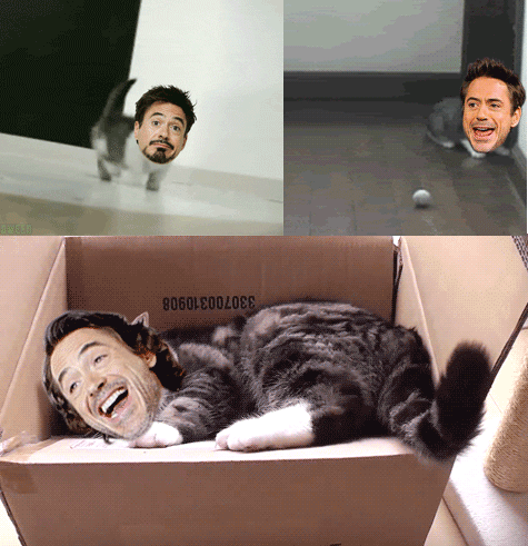 Robert + Cat = funny GIF