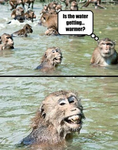 Monkey See Monkey Do