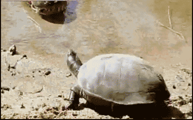 Turtles Just Don't Give A F'uck!