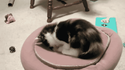 Kitty portal