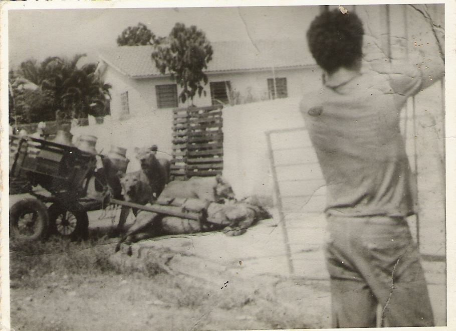 Three lionesses escaped from the circus and hunted a cart horse (Uruaçu - Brazil - 1982)