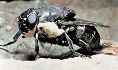 guess what &quot; kind of fly this is &quot;