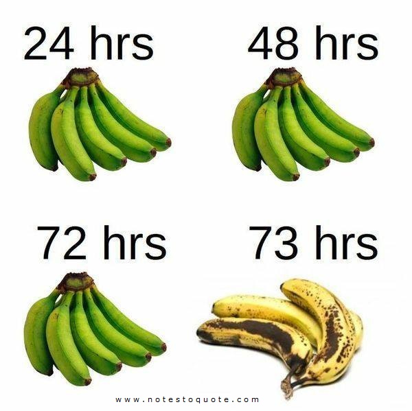 the life cycle of bananas