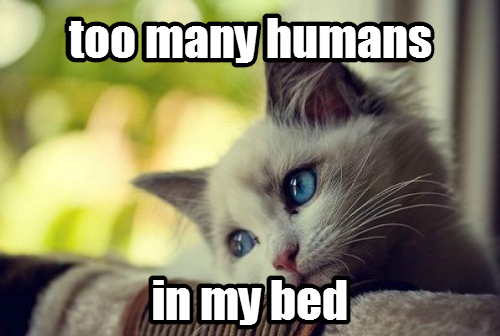 cats will know