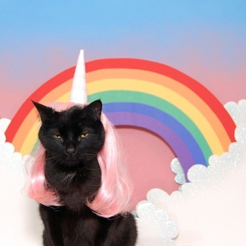 "I will murder you all in your sleep." -Unicat