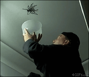 Catching spider fail