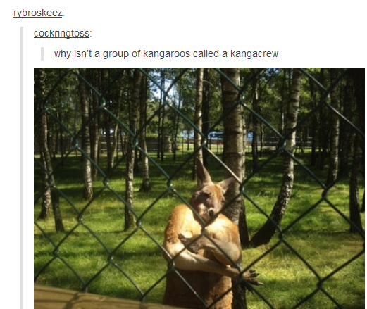 You don't got what it takes to join the Kangacrew.
