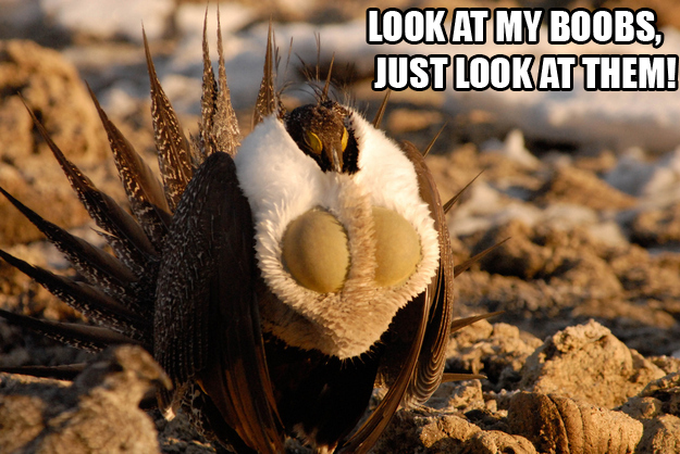Chicks on the internet be like...