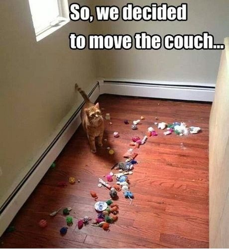 I don't own a cat.