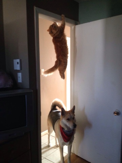 Ninja cat