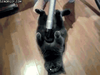 Vacuuming The Cat