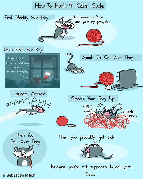 A Hunters Guide for Cats