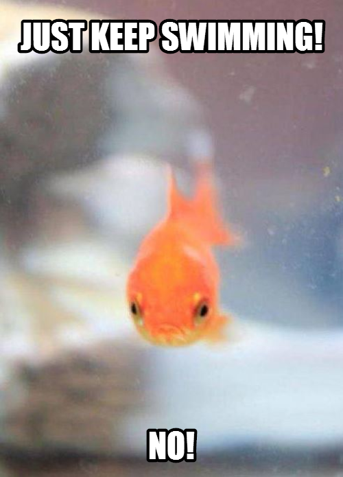 Grumpy Goldfish!