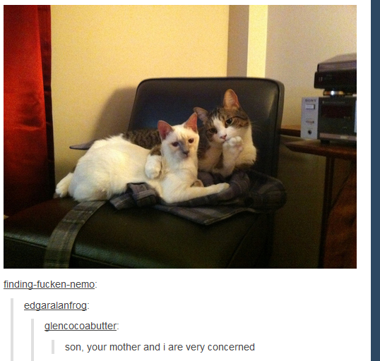i never laughed at two cats harder before