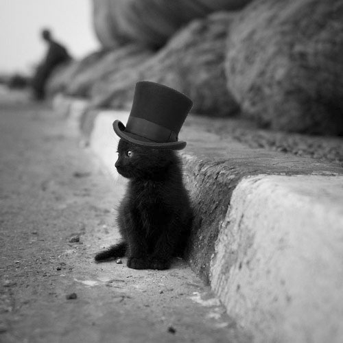 It's wearing a top hat!