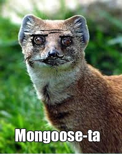 Upon learning the french word for "mongoose"