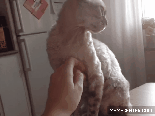 Can I pet ze Kitty?