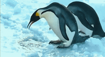 Double penguin fail