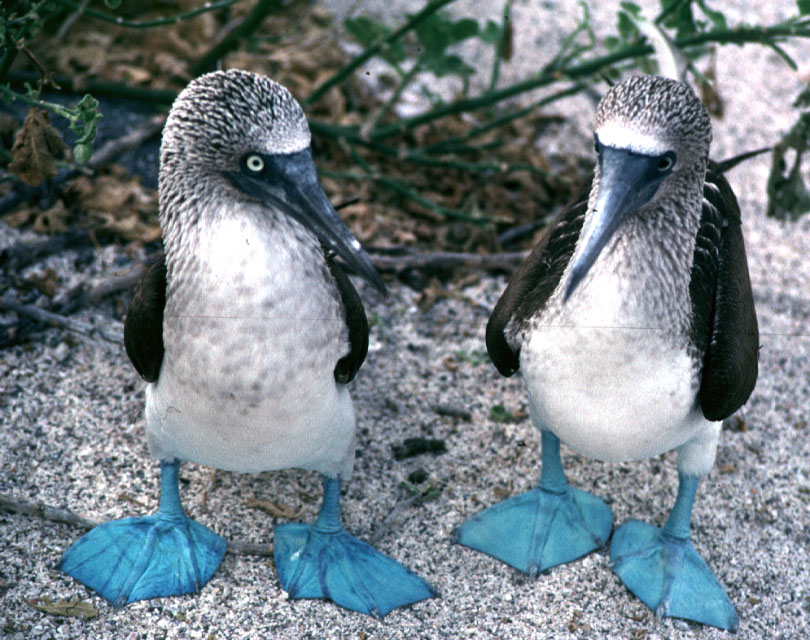 boobies! To the front page!