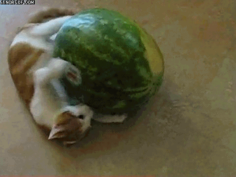 where will you be when the catnip hits
