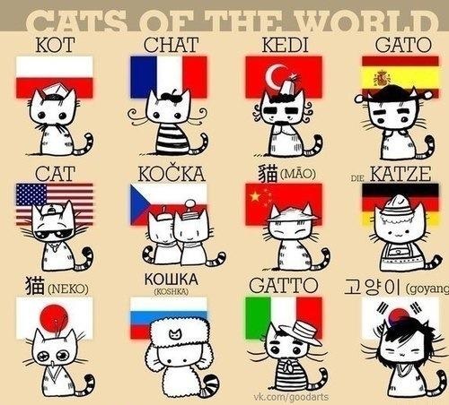 Cats of the world