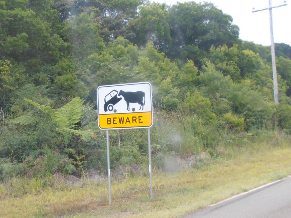 "Here in Australia, cows are so big, they even eat cars"... thanks Mr. guide, can we get back inside