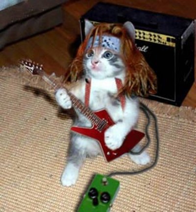 Heavy Metal cat :3