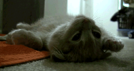 How HL handles cats.