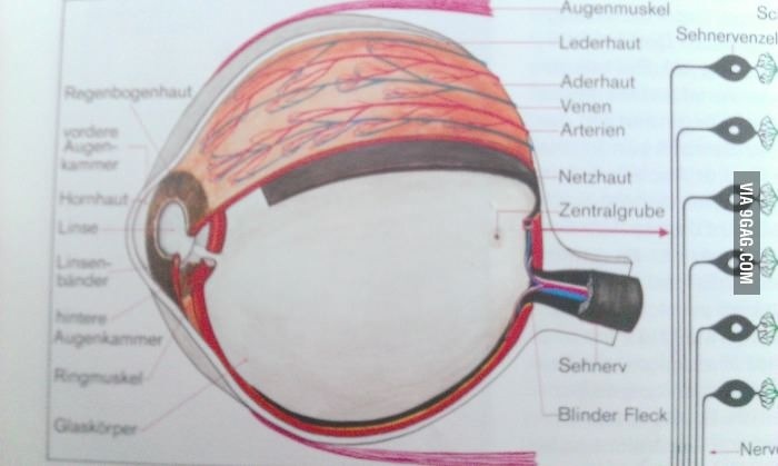 German biology book- the human Pokeyeball