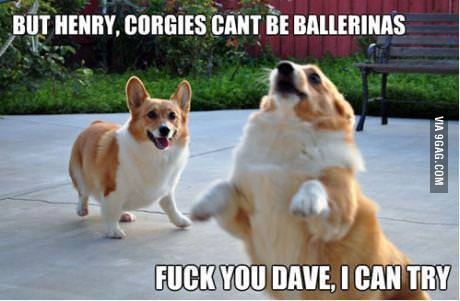 Just Corgi's being Corgi's