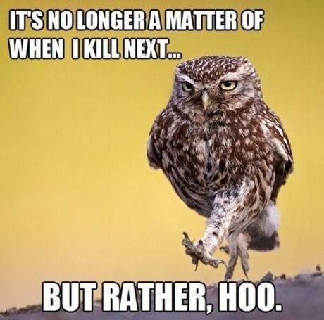 Well. That's owl folks.