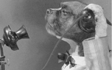 Yes, this is dog?
