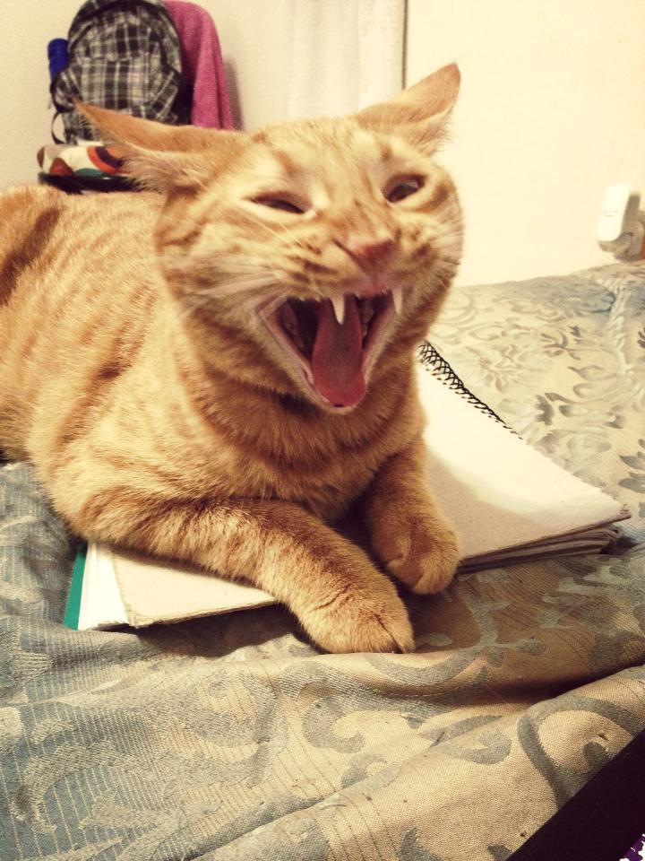 He won't stop yawning.