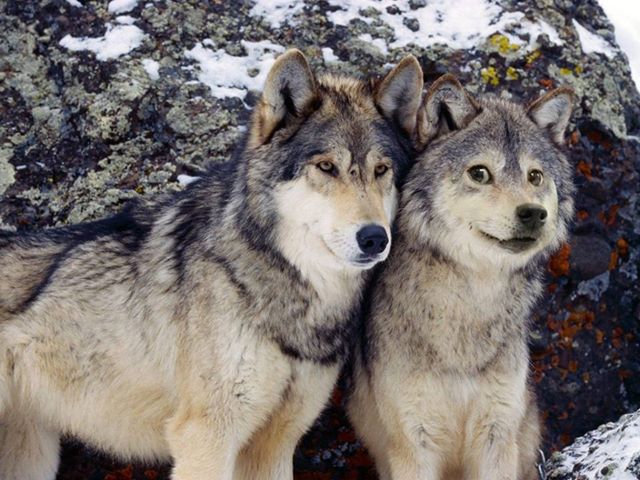 I found moon moon. Much wolf, such doge