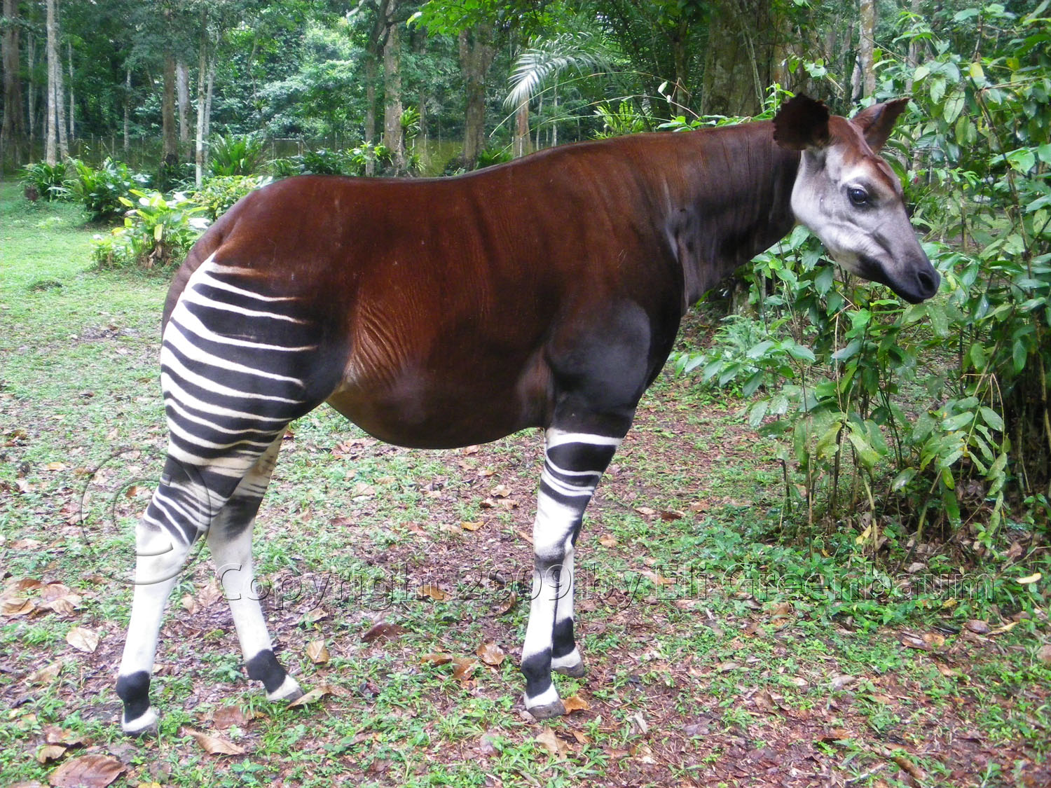 it's called an Okapi, dafuq?