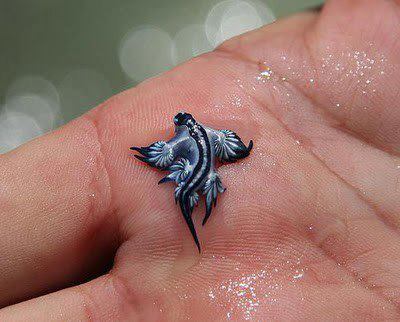 Its real - Glaucus Atlanticus