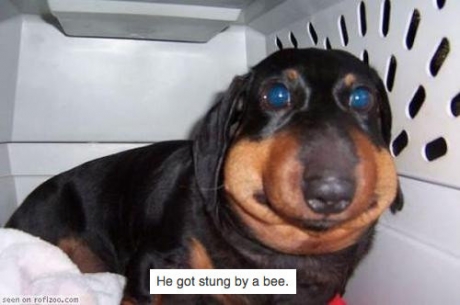 Dogs must hate bees too.