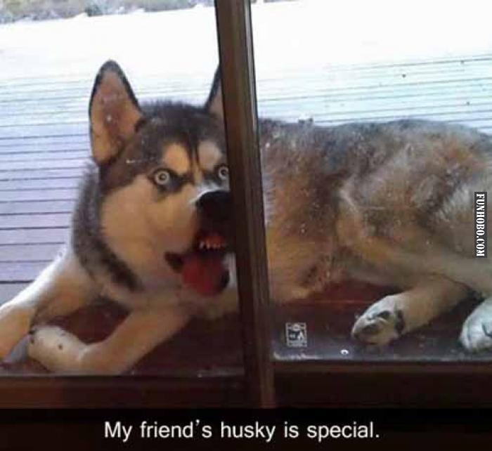 A Special Dog