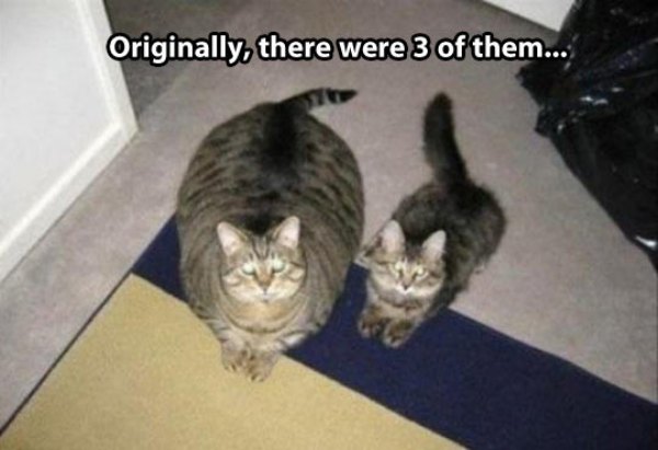 3 cats....