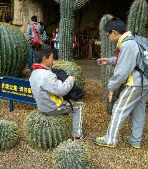 cactus made in china