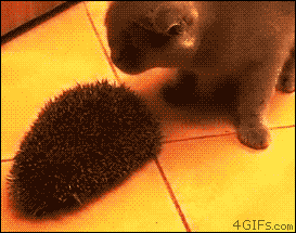 Cat hedgehog brush