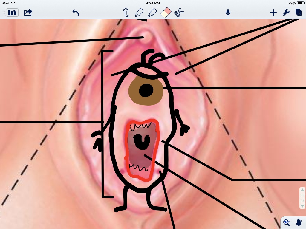 Studying for anatomy final. Vagina looks like plankton