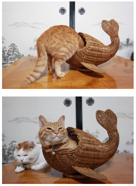 majestic catfish