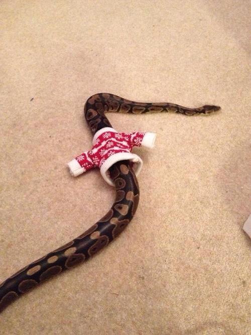 Ugly Christmas sweater selfie.