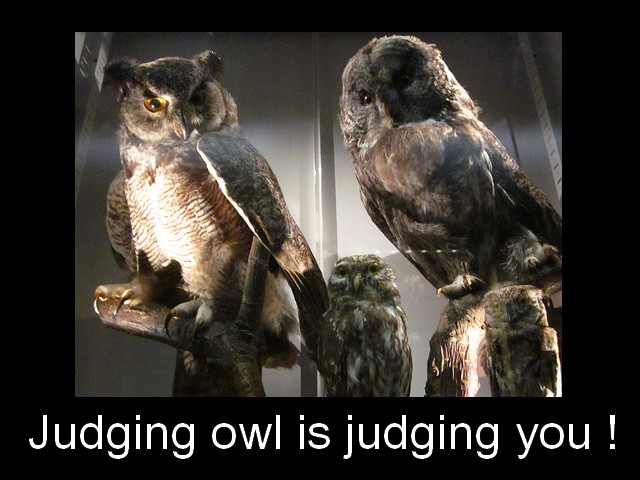 Judging Owl