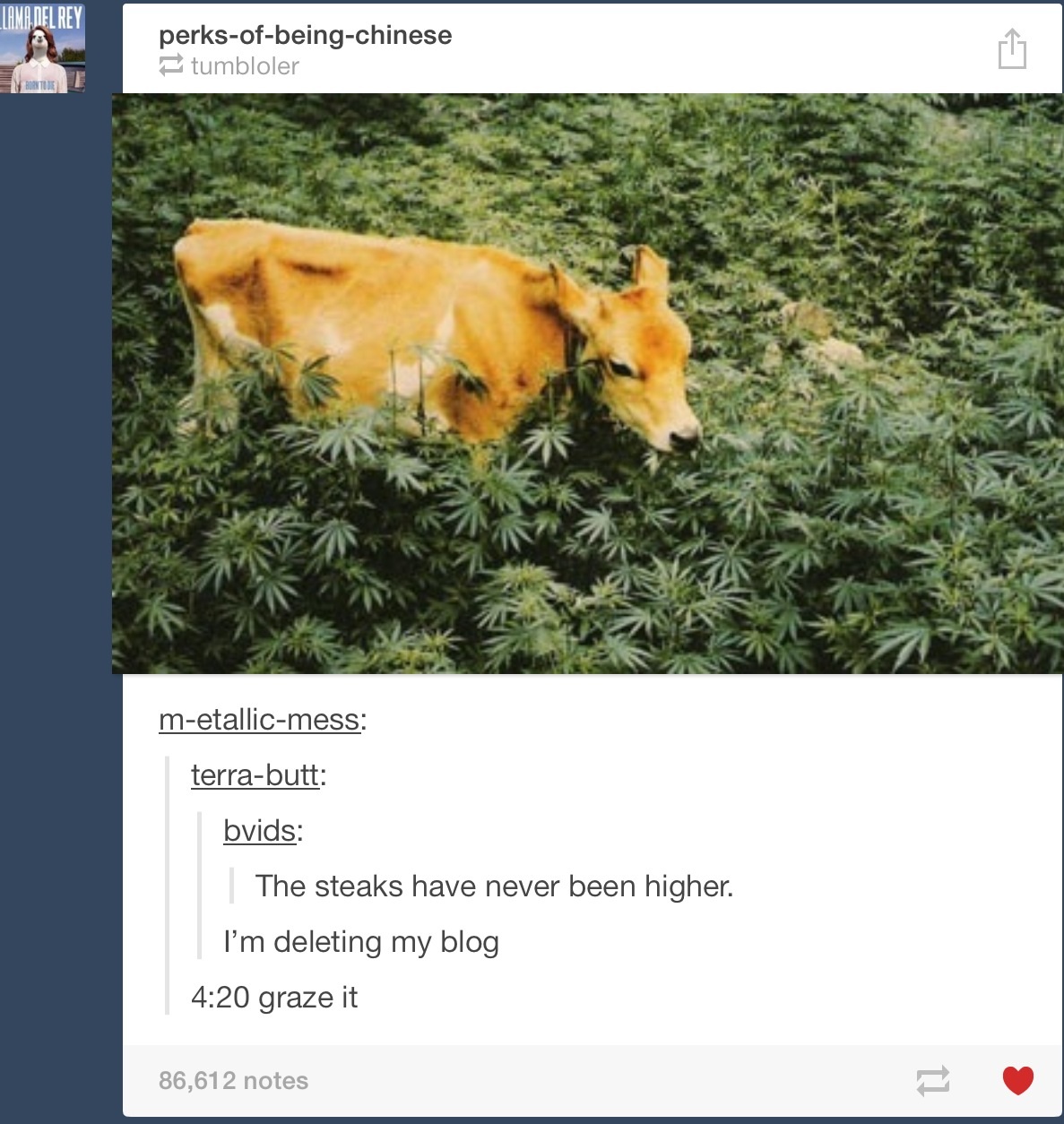 I'd eat that cow