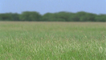 Duck Hunt surely improved their graphics