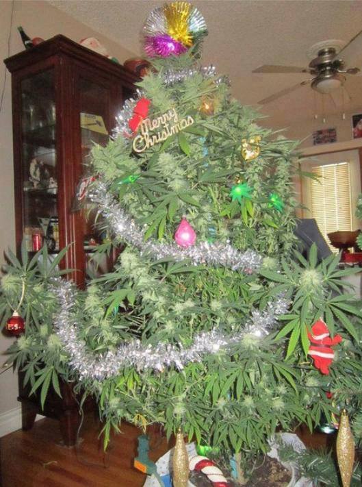 Best Christmas tree ever